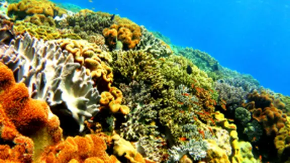 ダイビングの様子