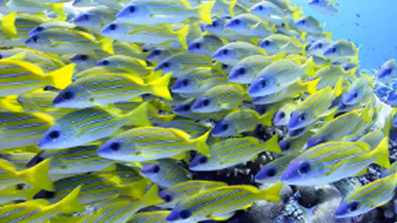 ダイビングの様子