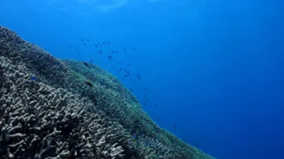 ダイビングの様子