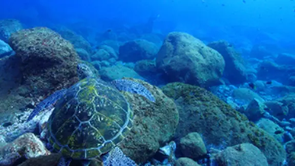 ダイビングの様子