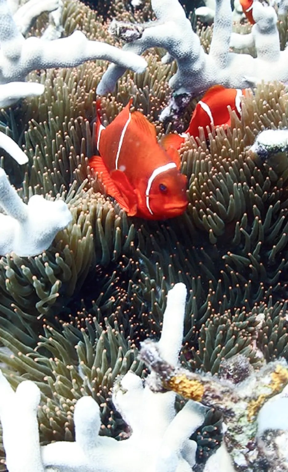 ダイビングの様子