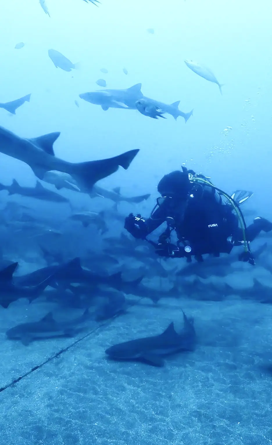 ダイビングの様子