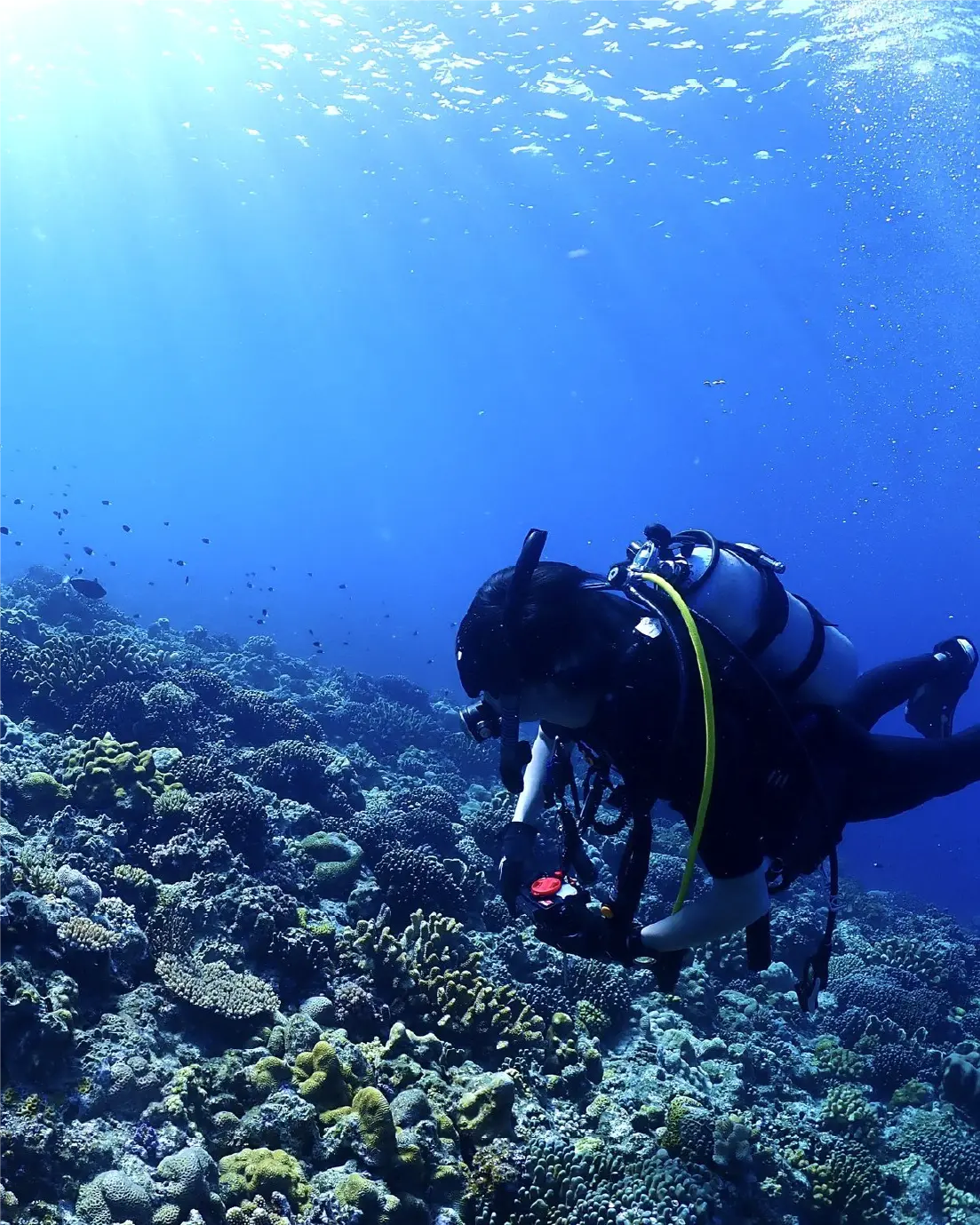 ダイビング講習の様子