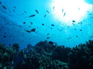 4/19　Wed　伊豆日帰りダイビングツアー