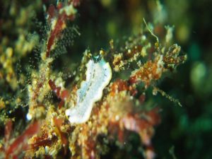 6/12 城ヶ島ボートツアー