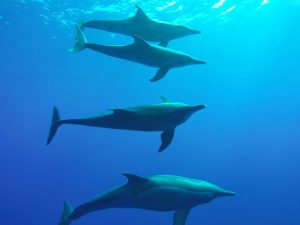 ★8/25夜出発～27三宅島ステイ 野生のイルカ＆ダイビングツアー