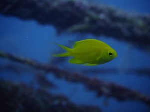 食べることが好き