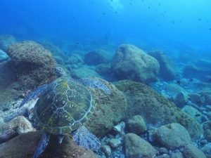 ★12/12夜出発13~14　大島ダイビングツアー