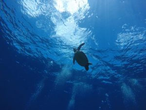 ★５月　Jua 沖縄慶良間諸島ダイビングツアー