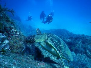 自然を満喫☀️～屋久島～