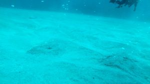 海中温泉でウミガメとまったり！式根島ツアー！