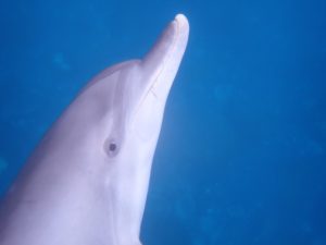 ★２０２０年　9月ドルフィンスイムツアー