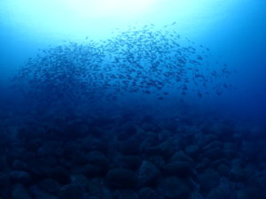 最近の嬉しい事