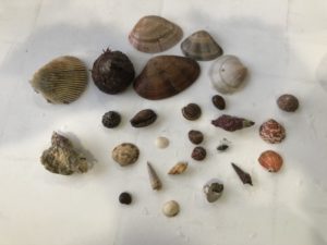 シェシェシェルコレクター