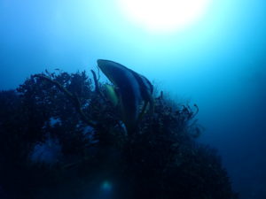 冬ダイバー増えてます！！