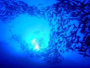 ★２０２０年　２月　セブ島ジンベイツアー