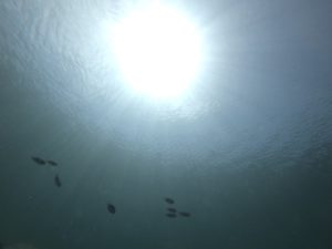 水中クリーニンッ！！！