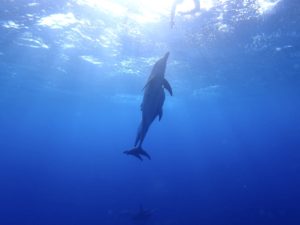 お目当の〜🐬🐬