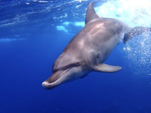 『三宅島』ツアー！イルカと一緒に泳ぎたい！そんな夢を叶えたい！