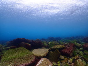 もうダイビングしてたんですか？くらいの