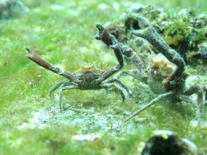 リアルポケモン図鑑