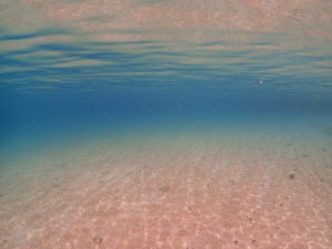 なーんのクイズ？