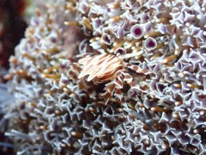 ゼブラガニみっけ〜！