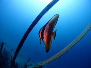 100本越えダイバーと