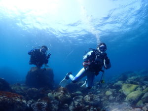 ほっこりダイブ