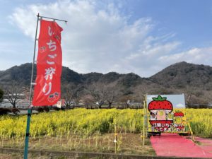 この時期は狩る専門