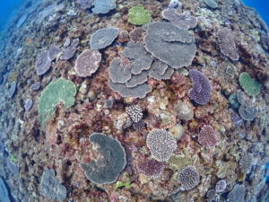 秘島！！！『徳之島』ツアー