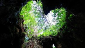 この木なんの木屋久杉の木！『屋久島』ツアー！