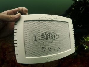 ある日の海講習