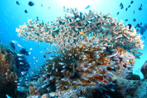 大人気ポイント沖縄慶良間諸島ダイビングツアー