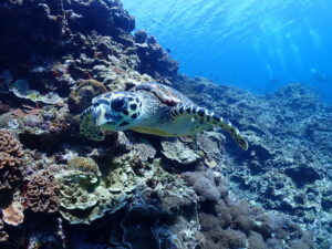 はいさい沖縄２