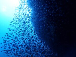 雨って楽しい🤿