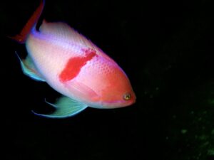 やはりキャメラが楽しい