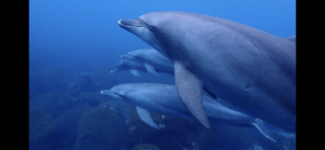 ９月ドルフィンスイムツアー