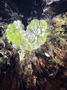 屋久島ツアー「トレッキング編」