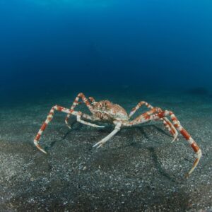 1/26（日）深海魚とFunダイビング