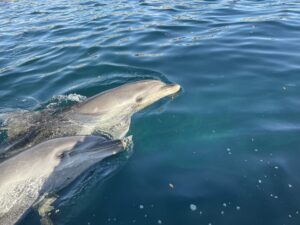 ドルフィンスイムツアー🐬