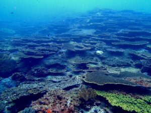 11月8日(土)～10日(月）高知県！柏島ツアー！！