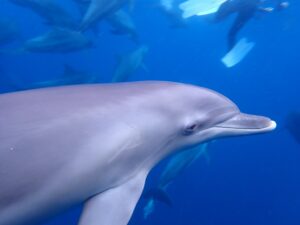 【夏の思い出第1弾！三宅島で野生のイルカとランデブー！…のはずが…】
