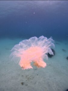初めての地五島列島！ダイビング編