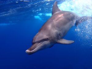 9/12(金夜)～9/14(日)《三宅島ツアー2DIVE＆ドルフィンスウィム》