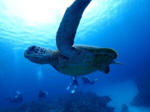 9/5(金夜)～9/7（日）八丈島ツアー