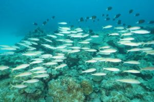 【2027.4.9〜11】開催！奄美大島ツアー🐠🐟️🐡